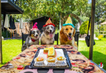 ¡Festeja en Grande con tu Peludo Compañero en Judy’s Pet Bakery!