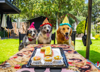 ¡Festeja en Grande con tu Peludo Compañero en Judy’s Pet Bakery!