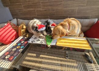 Judy’s Pet Bakery: El Paraíso de Repostería para Tus Peludos